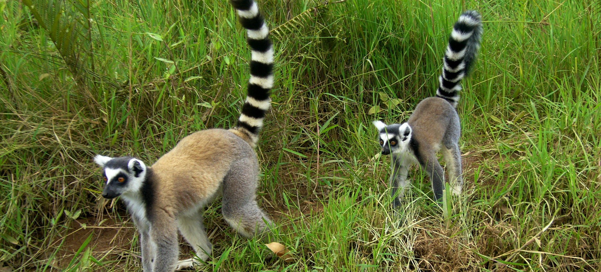 Madagascar Lémuriens