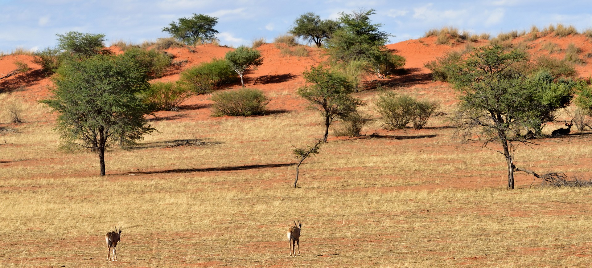 Namibie Etosha Antilopes