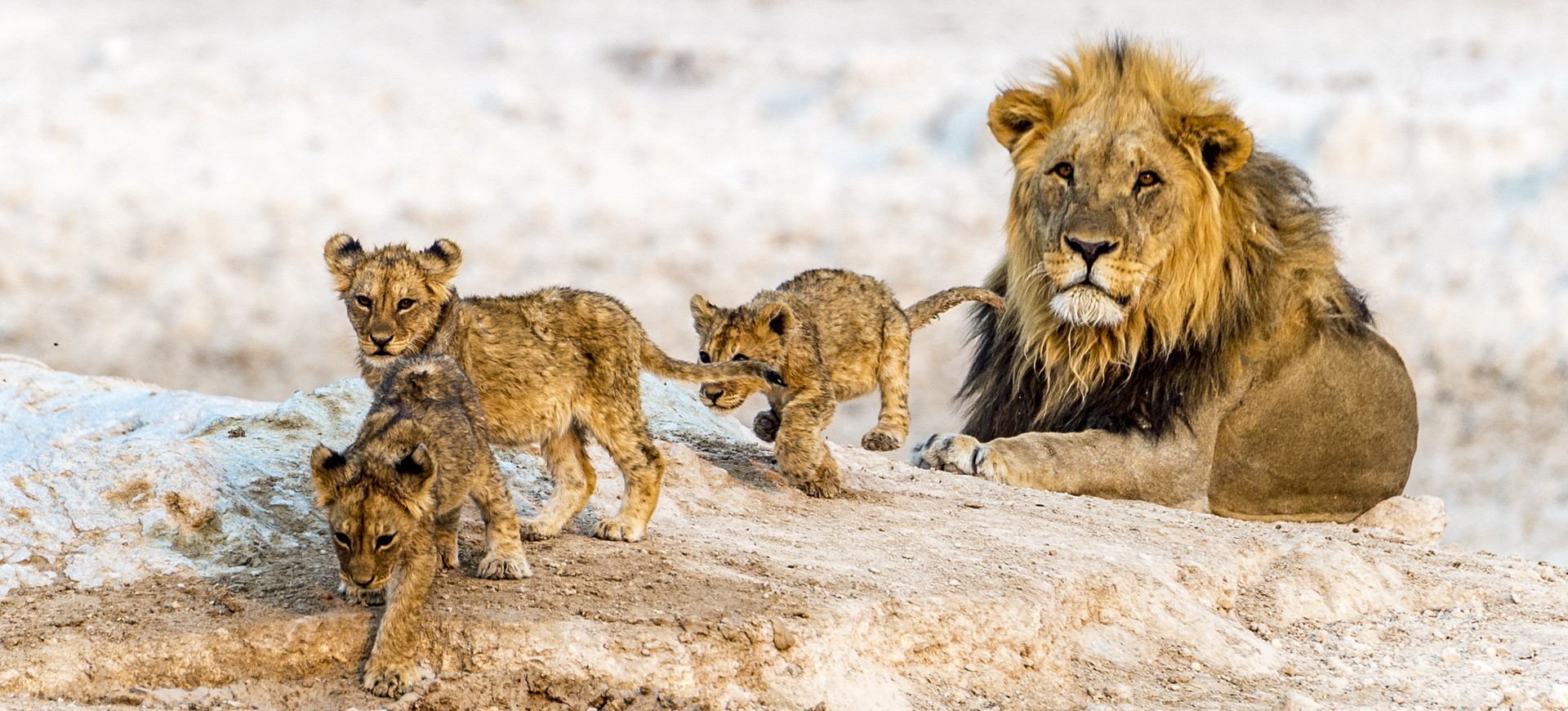 Namibie Etosha Famille de lions