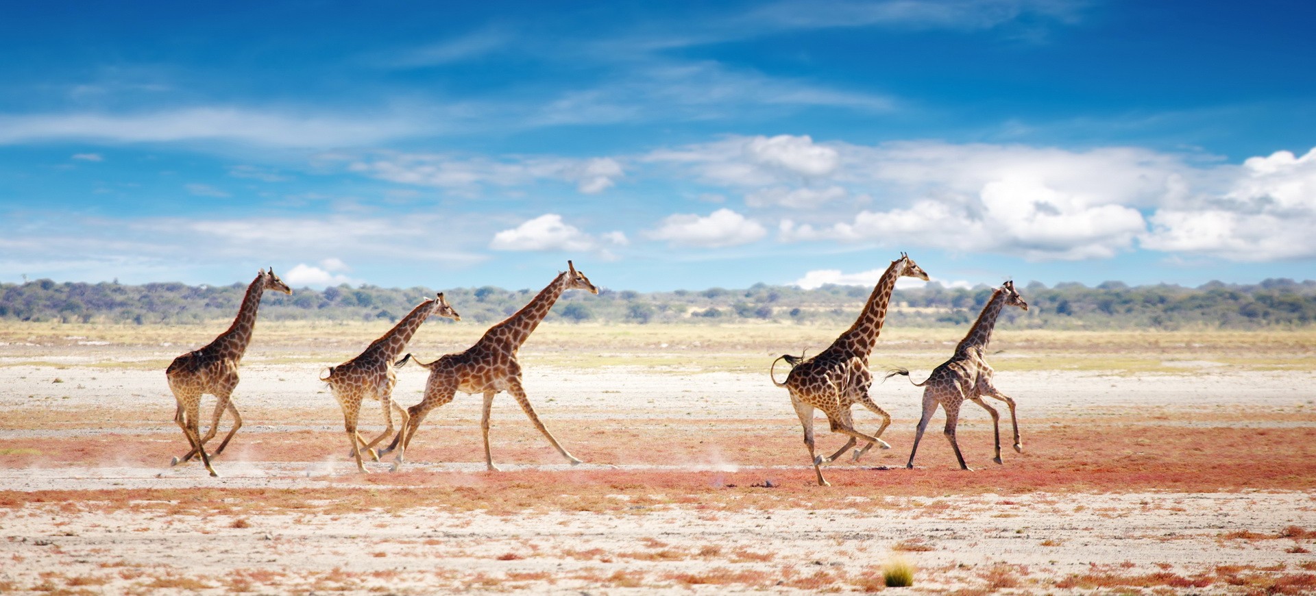 Namibie Etosha Girafes